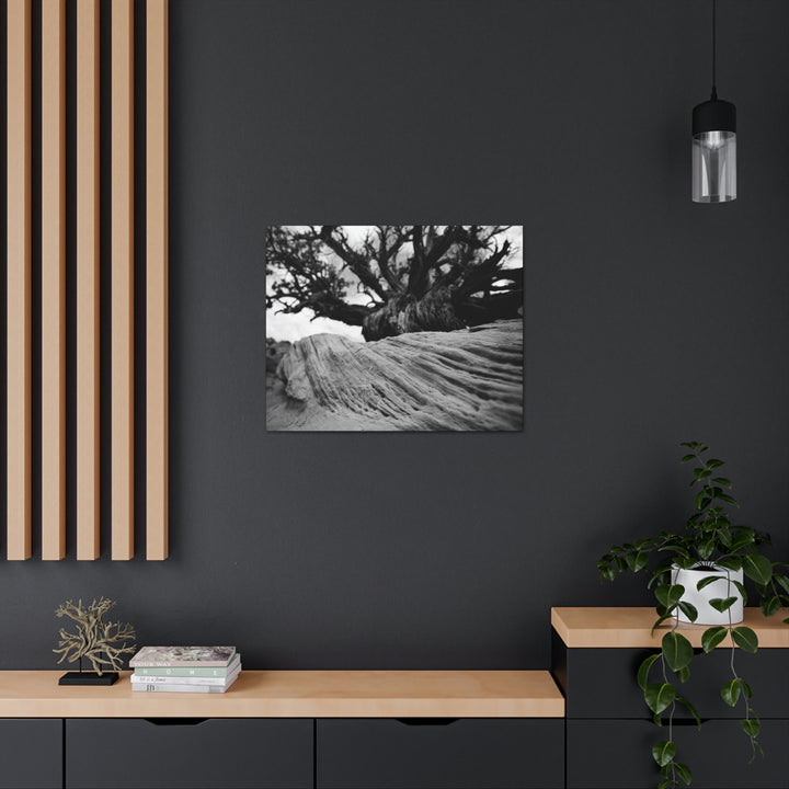 Desert Reach in Black and White - Canvas