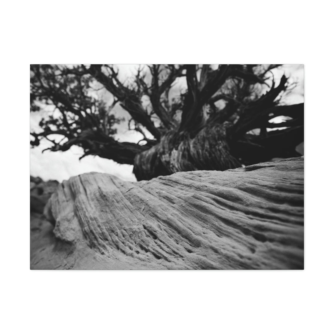 Desert Reach in Black and White - Canvas