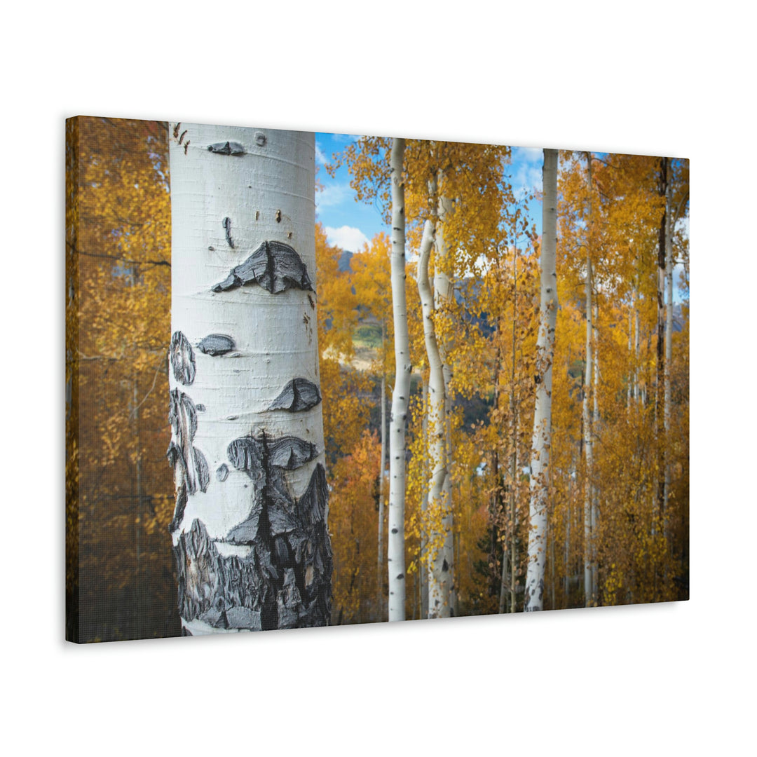 Aspens Changing - Canvas