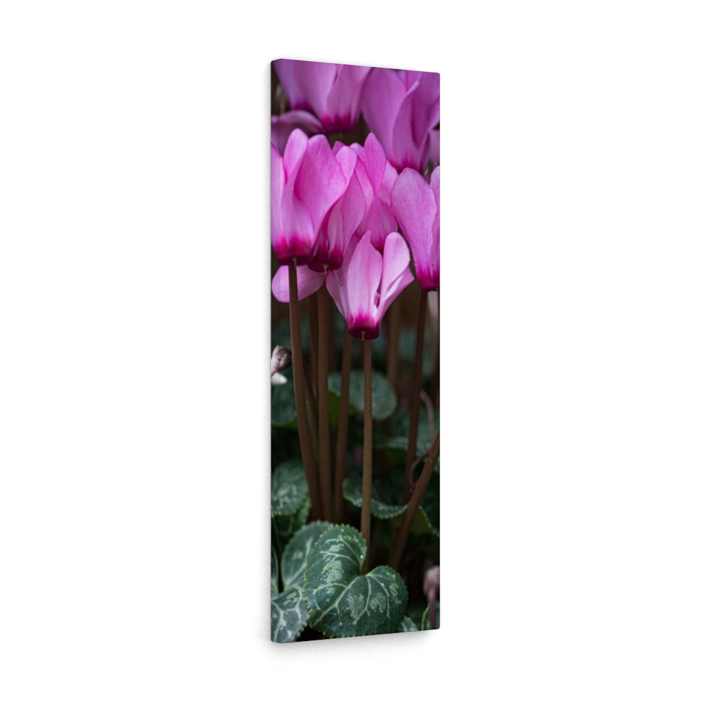 Cyclamen Reach - Canvas