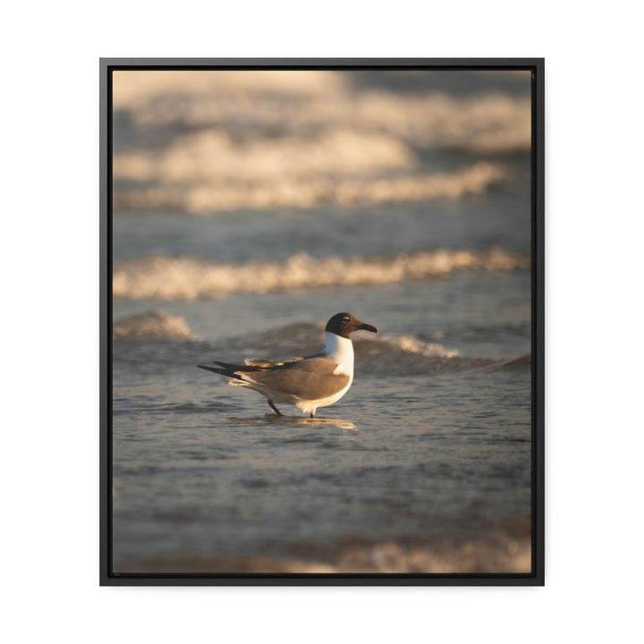 Laughing Gull in the Surf - Canvas with Frame