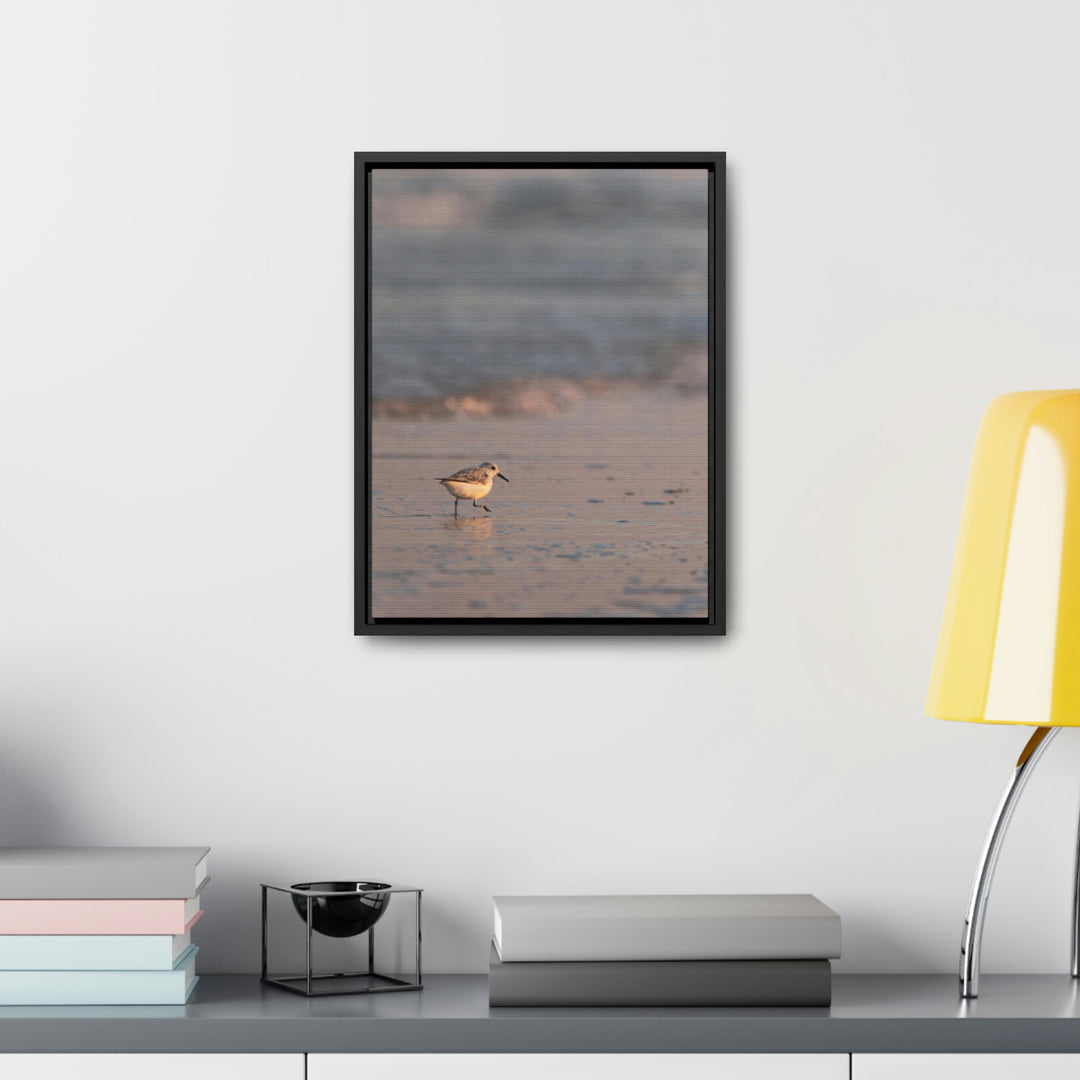 Sanderling in Soft Dusk Light - Canvas with Frame