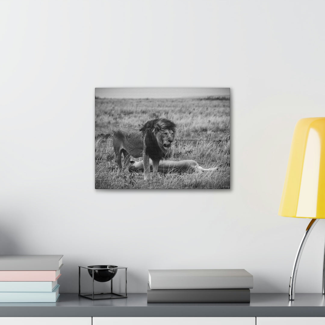 Mating Lions in Black and White - Canvas