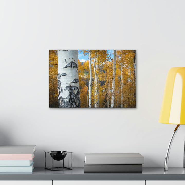 Aspens Changing - Canvas