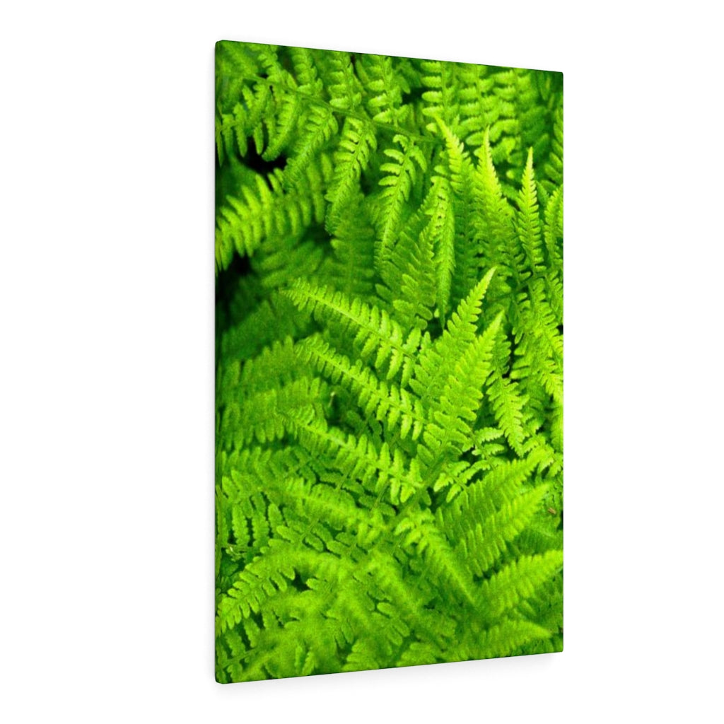 Ferns, Ferns, Ferns - Canvas