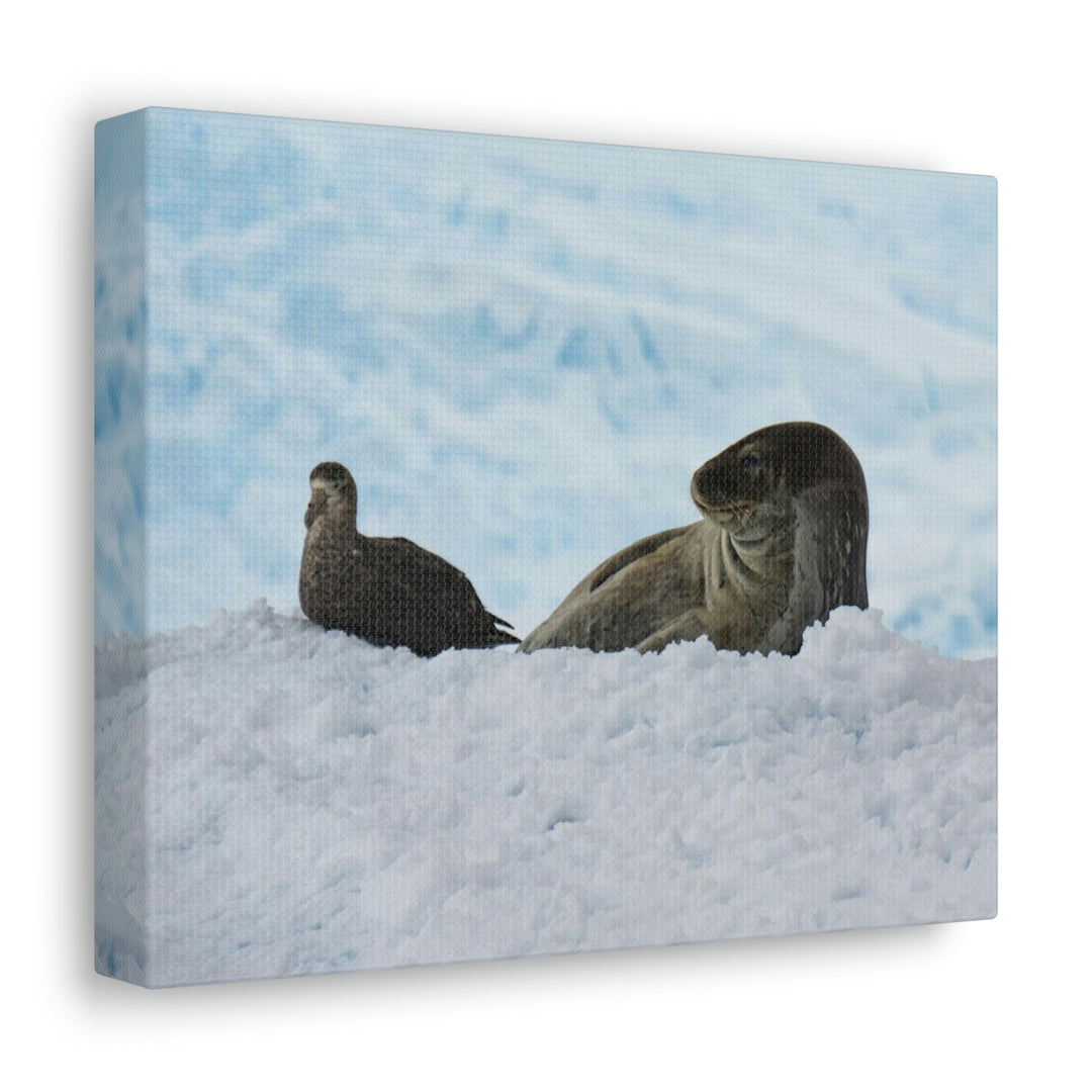 A Resting Pair - Canvas