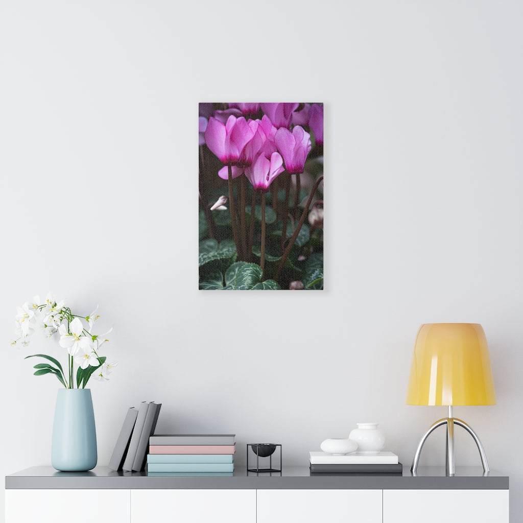 Cyclamen Reach - Canvas