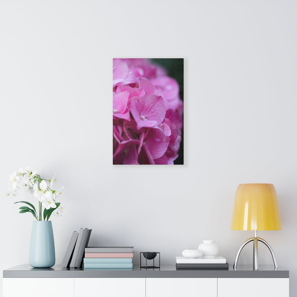 Pink Hydrangea Detail - Canvas