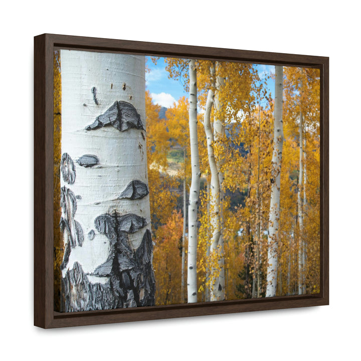 Aspens Changing - Canvas with Frame