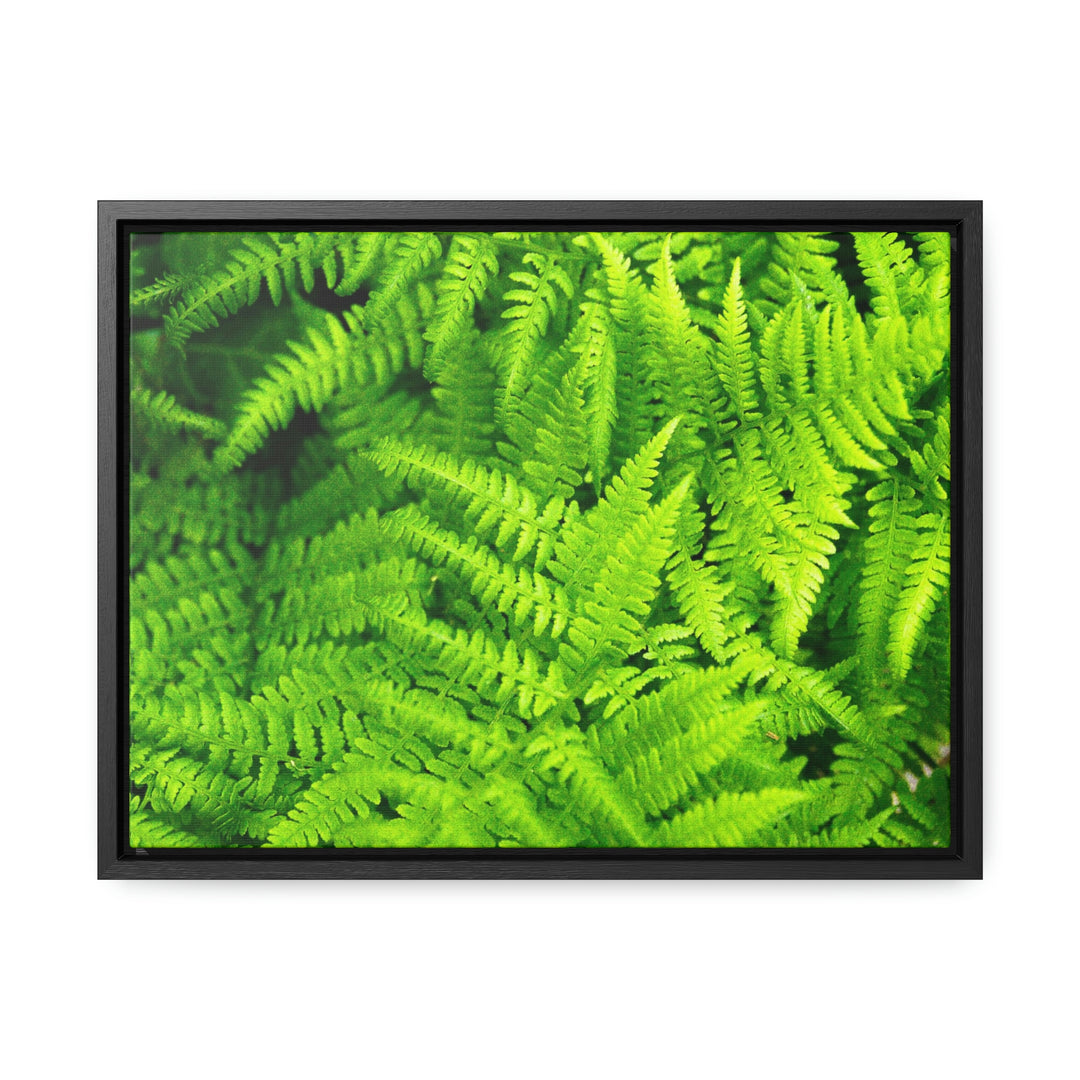 Ferns, Ferns, Ferns - Canvas with Frame