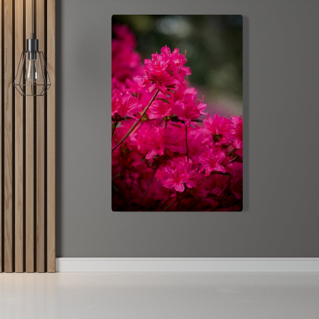 Full Bloom - Canvas