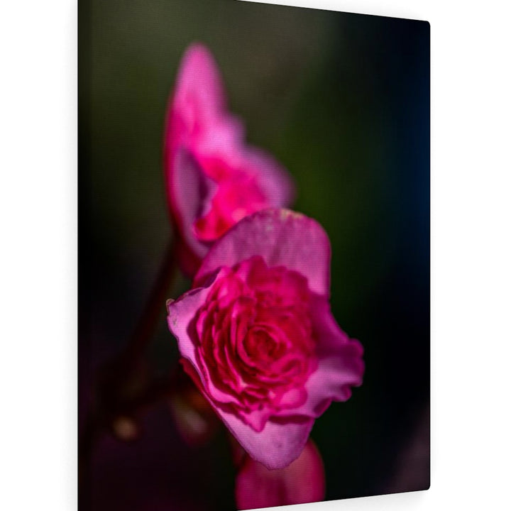 Hybrid Tea Lily - Canvas