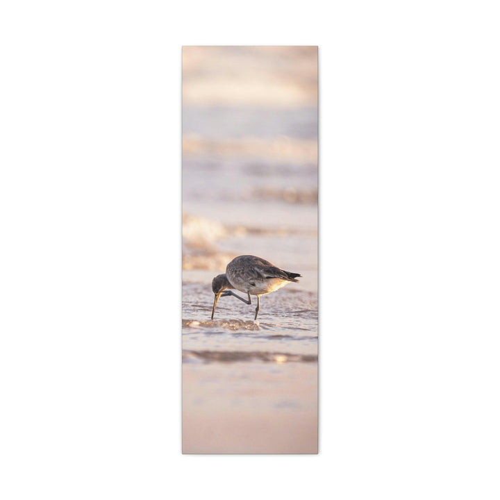 Willet Itch - Canvas