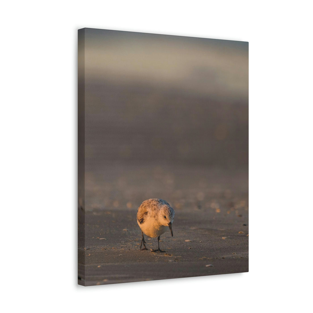 Feeding Sanderling - Canvas