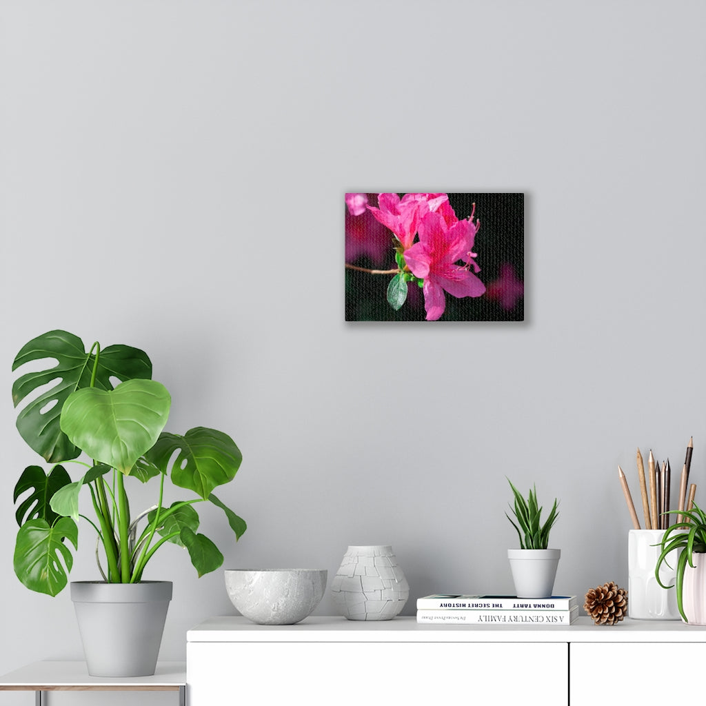 Standout Azalea - Canvas