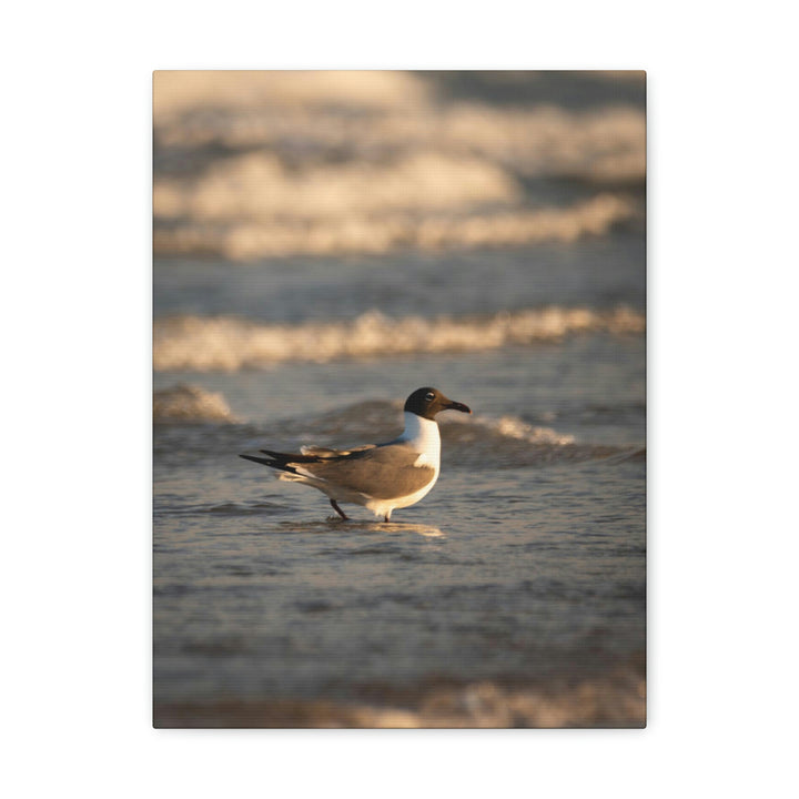 Laughing Gull in the Surf - Canvas