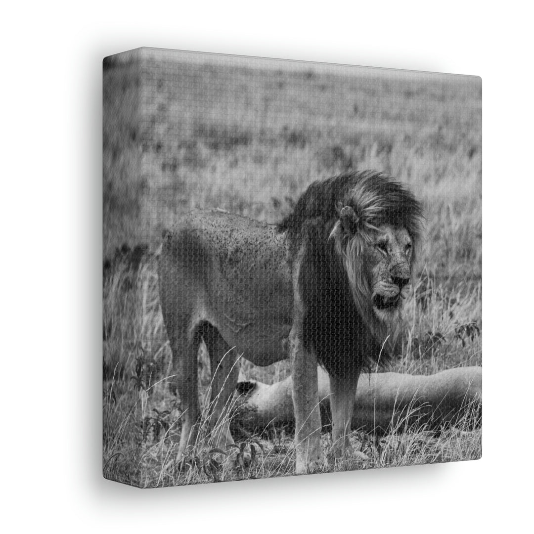 Mating Lions in Black and White - Canvas