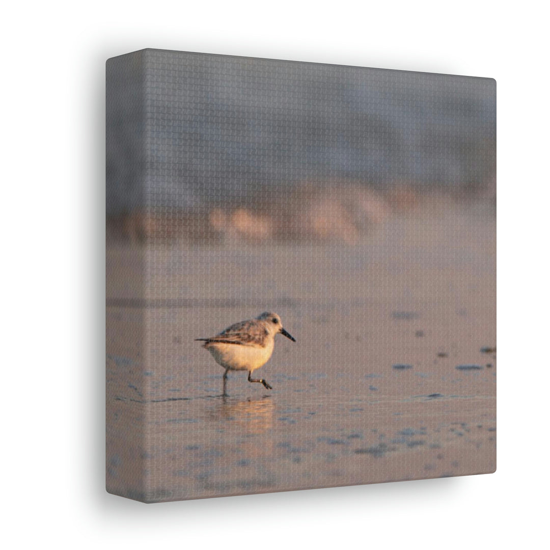 Sanderling in Soft Dusk Light - Canvas