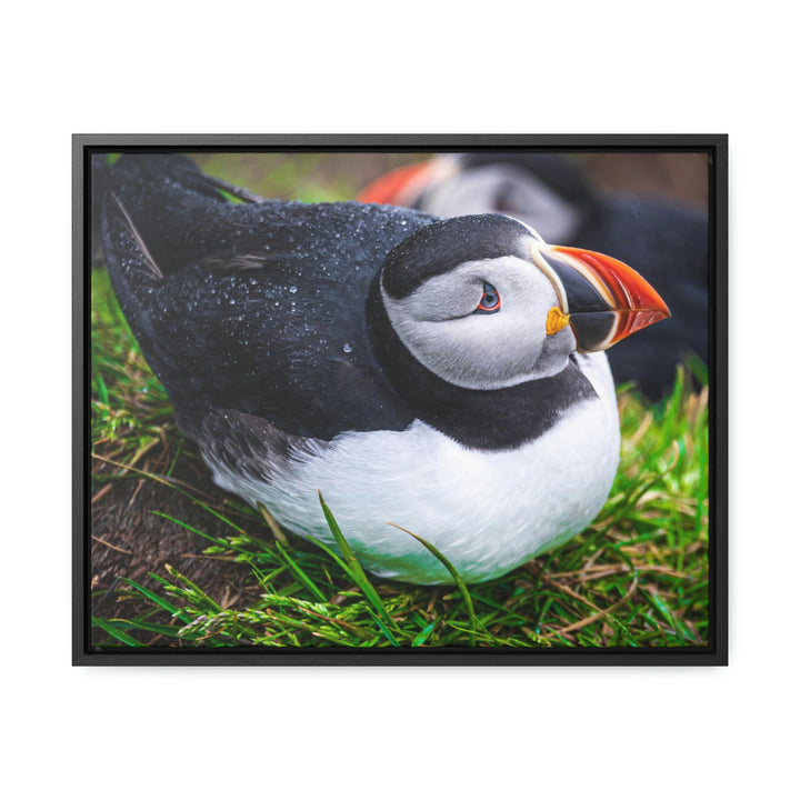 Resting Puffin - Canvas with Frame