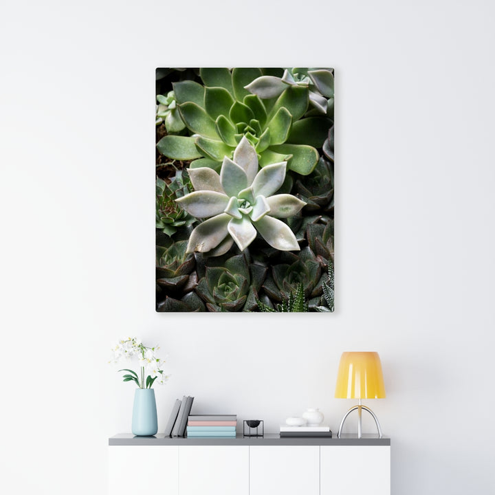 Succulent - Array - Canvas