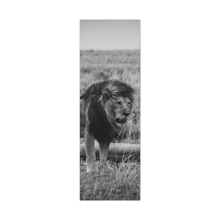 Mating Lions in Black and White - Canvas