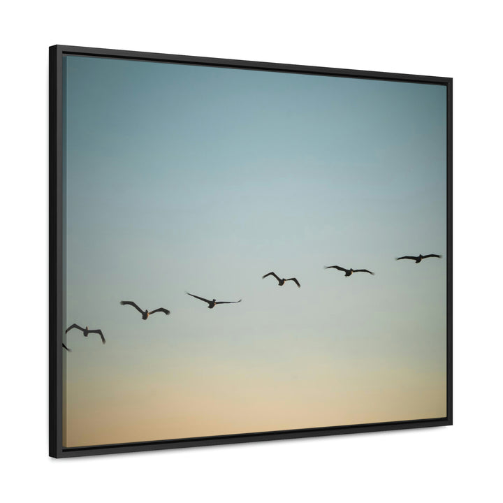 Brown Pelicans in Flight - Canvas with Frame