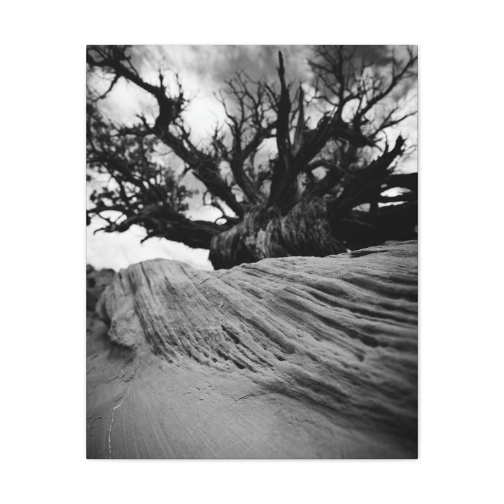 Desert Reach in Black and White - Canvas