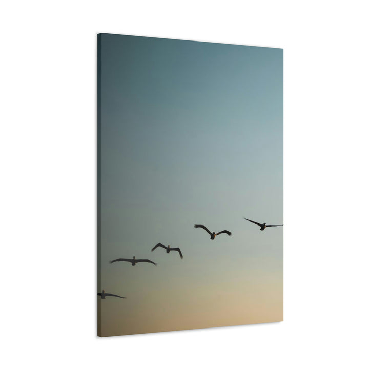 Brown Pelicans in Flight - Canvas