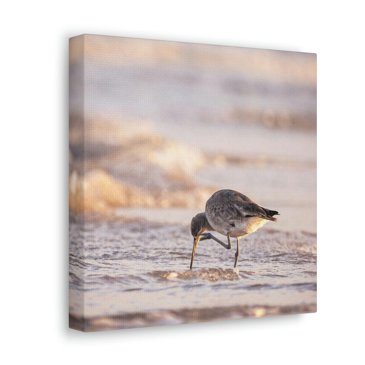 Willet Itch - Canvas