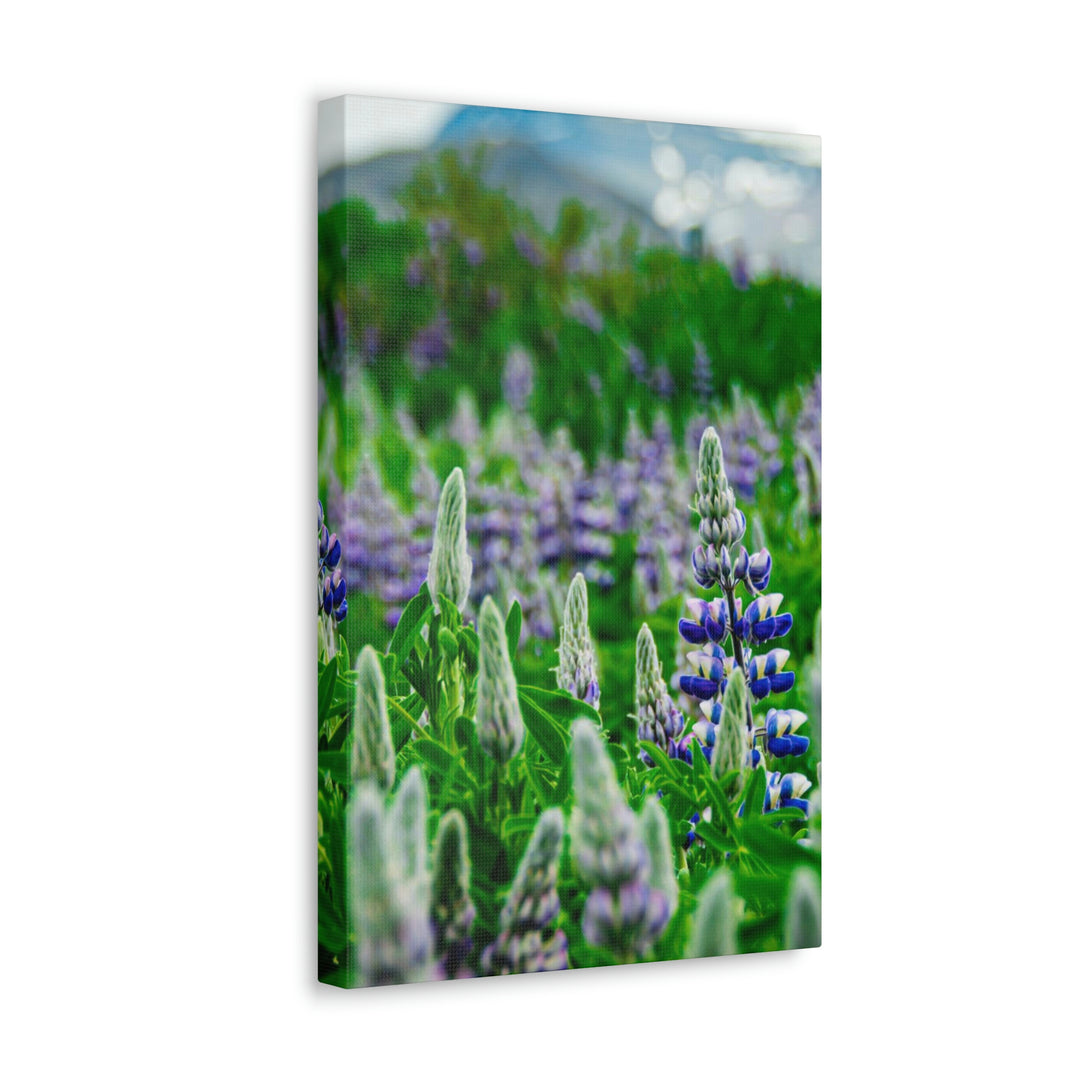 Glowing Lupin with Mountains - Canvas