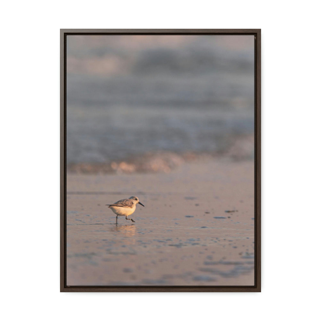 Sanderling in Soft Dusk Light - Canvas with Frame