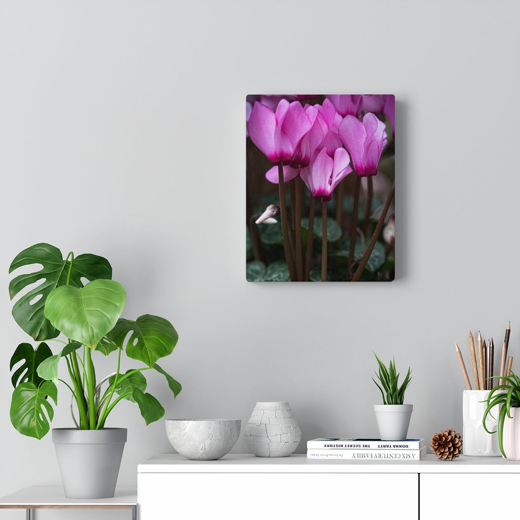 Cyclamen Reach - Canvas