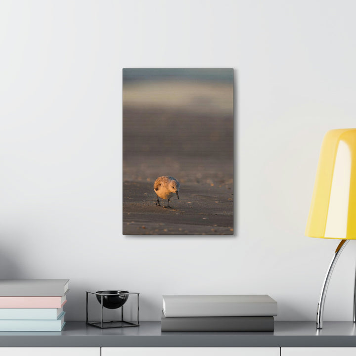 Feeding Sanderling - Canvas