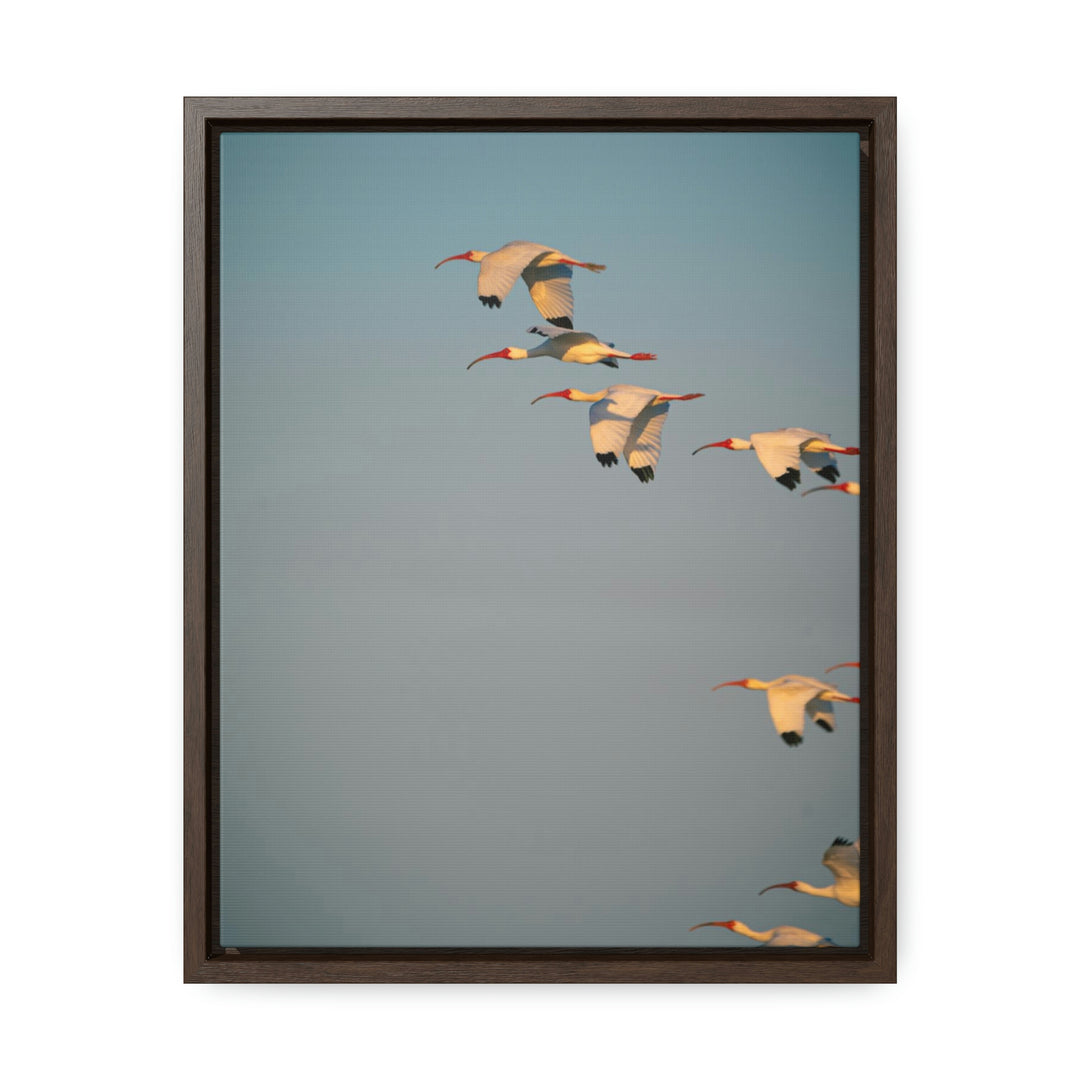 White Ibis in Flight - Canvas with Frame