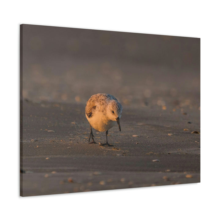 Feeding Sanderling - Canvas