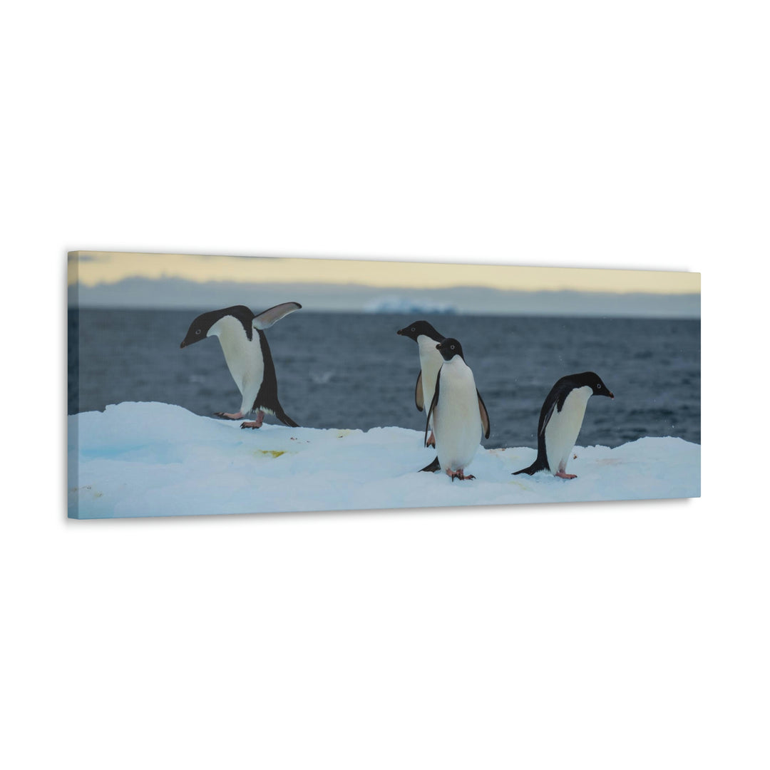 Penguin Dance - Canvas