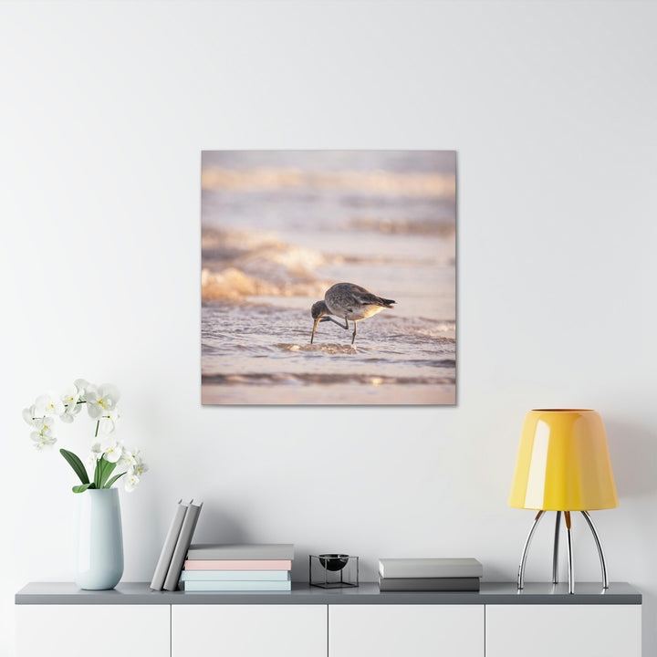 Willet Itch - Canvas