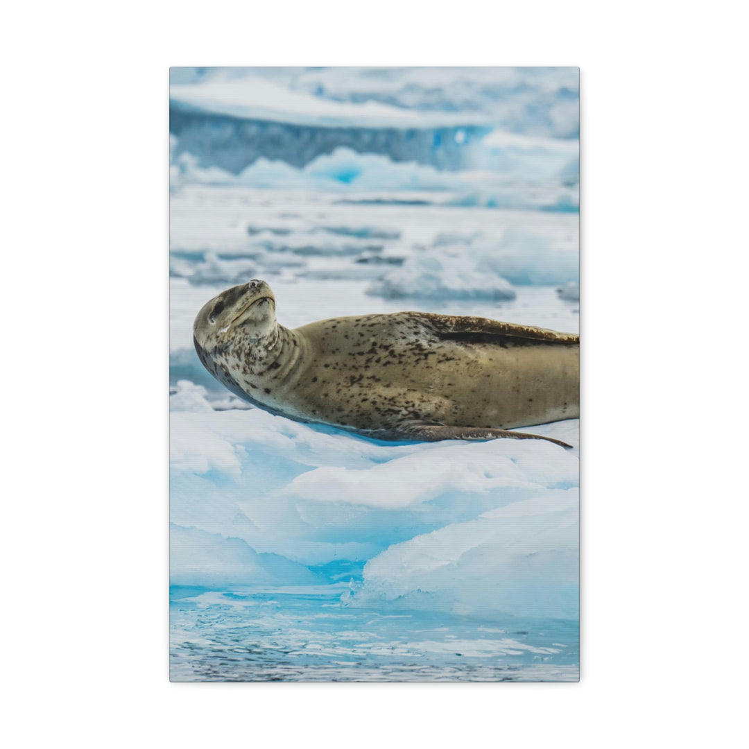 Leopard Seal Relaxing - Canvas