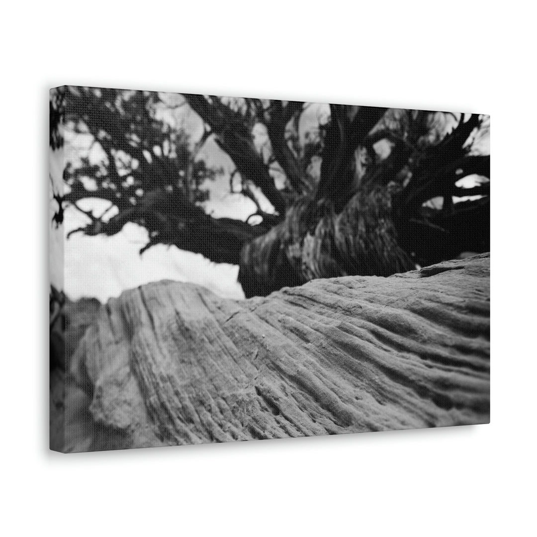 Desert Reach in Black and White - Canvas