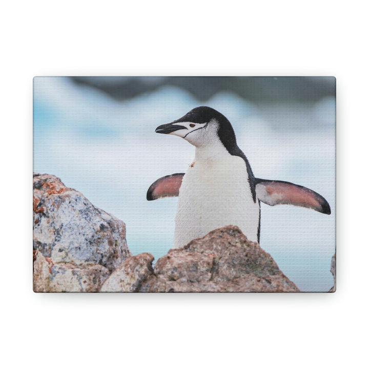 Stretched Penguin - Canvas