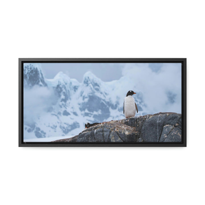 Poised Penguin - Canvas with Frame