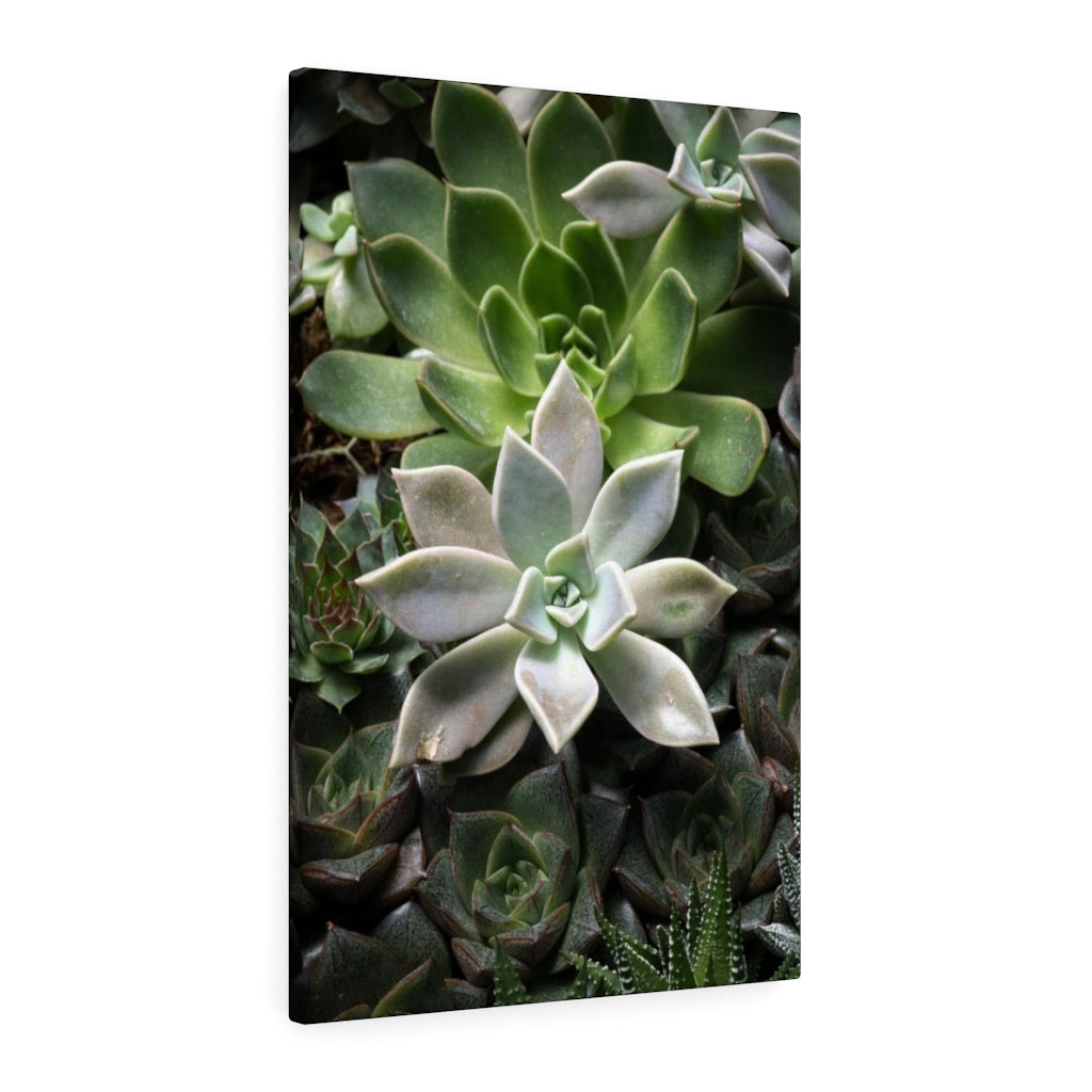 Succulent - Array - Canvas