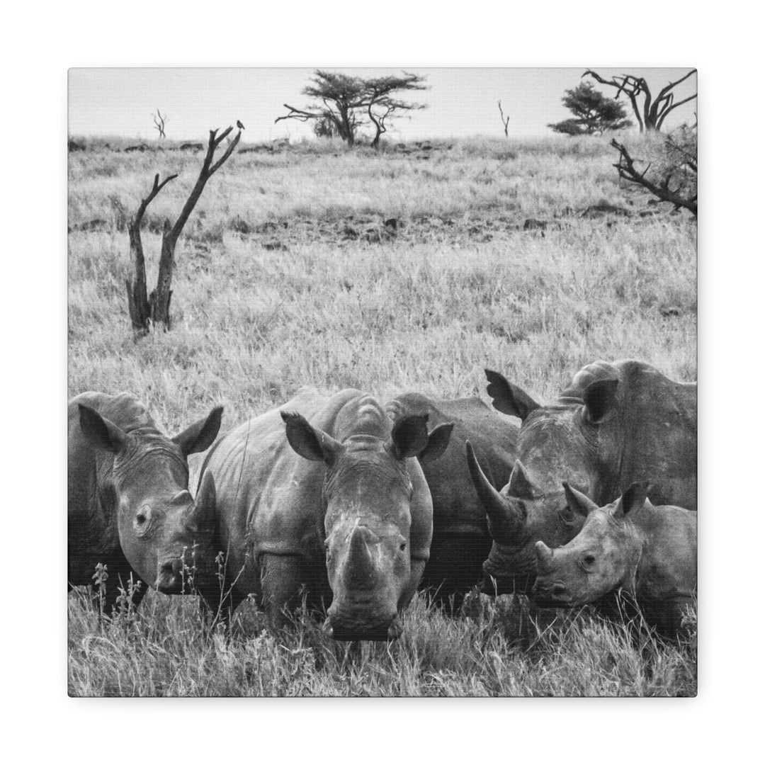 Rhino Family in Black and White - Canvas