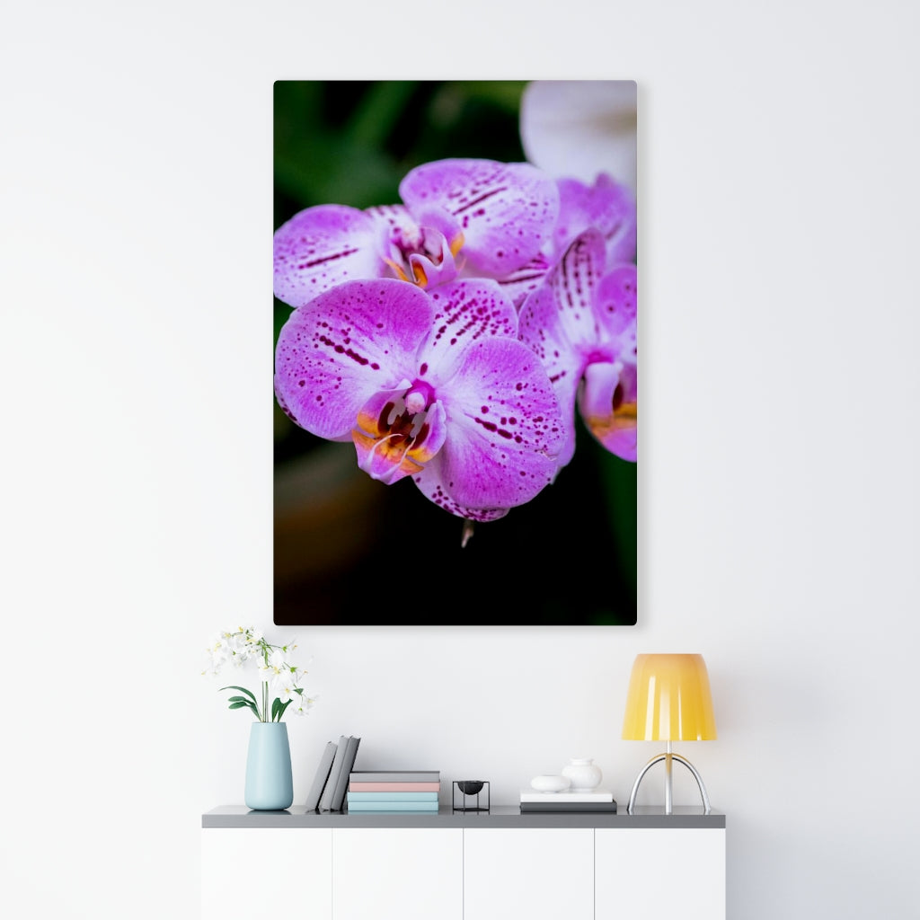 Orchid in Pink - Canvas