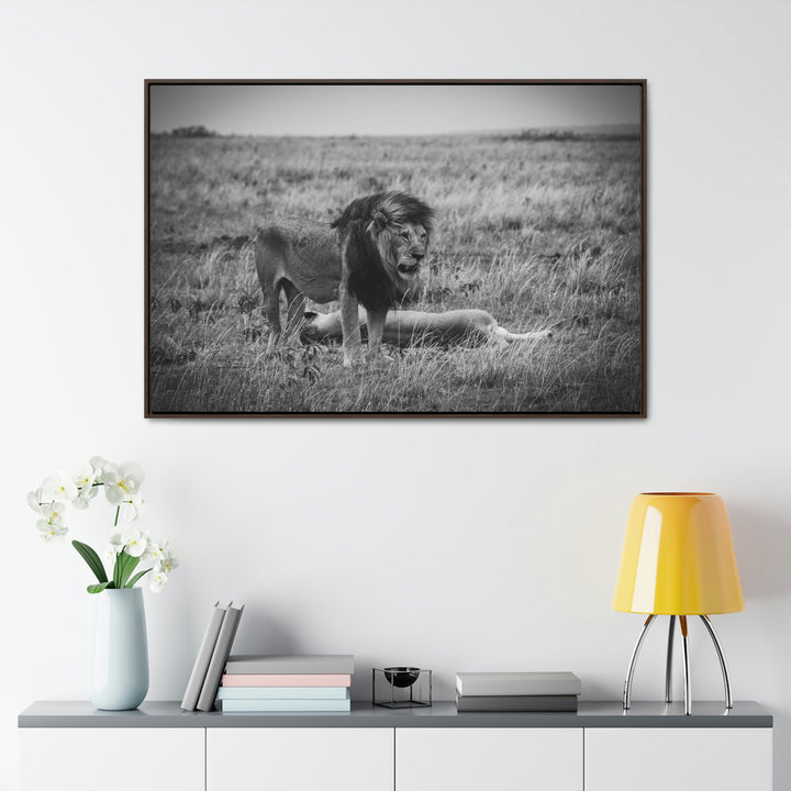 Mating Lions in Black and White - Canvas with Frame