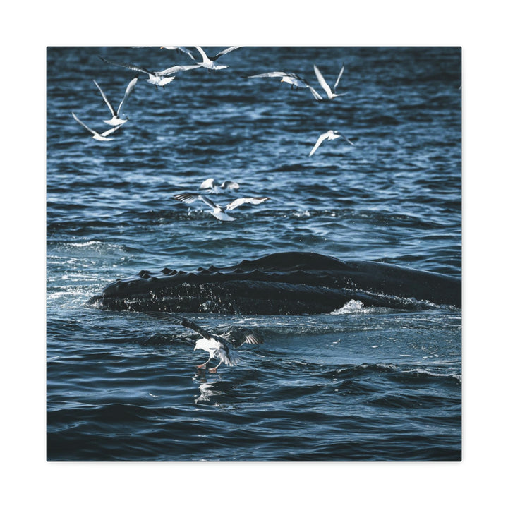 Humpback Hello - Canvas