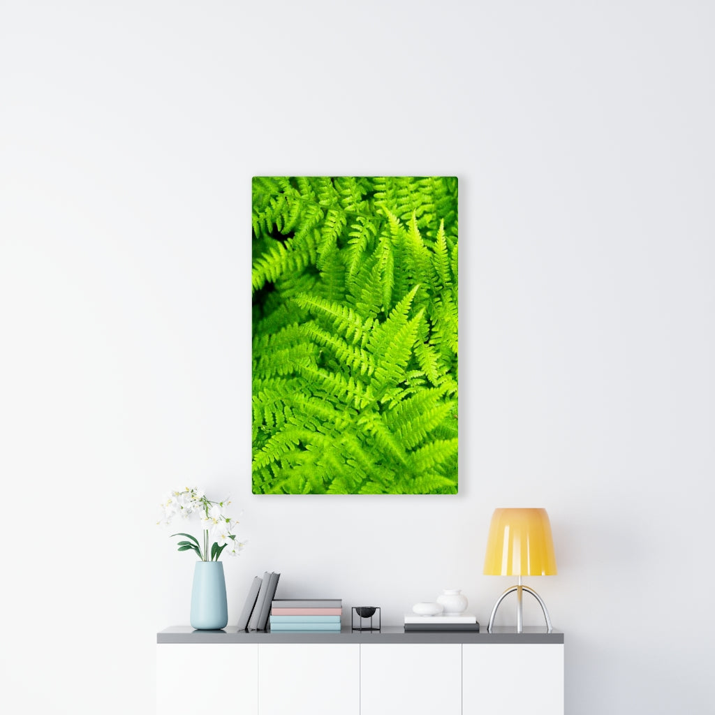 Ferns, Ferns, Ferns - Canvas