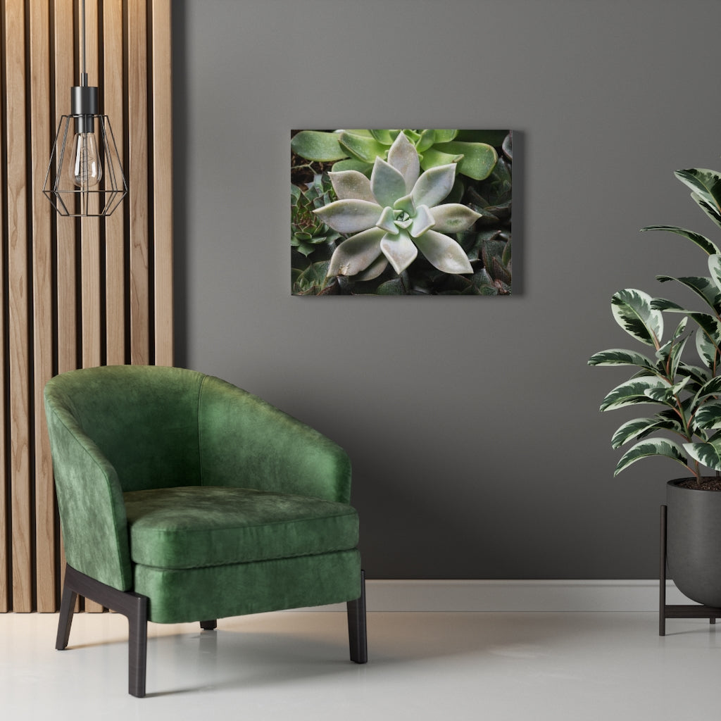 Succulent - Array - Canvas