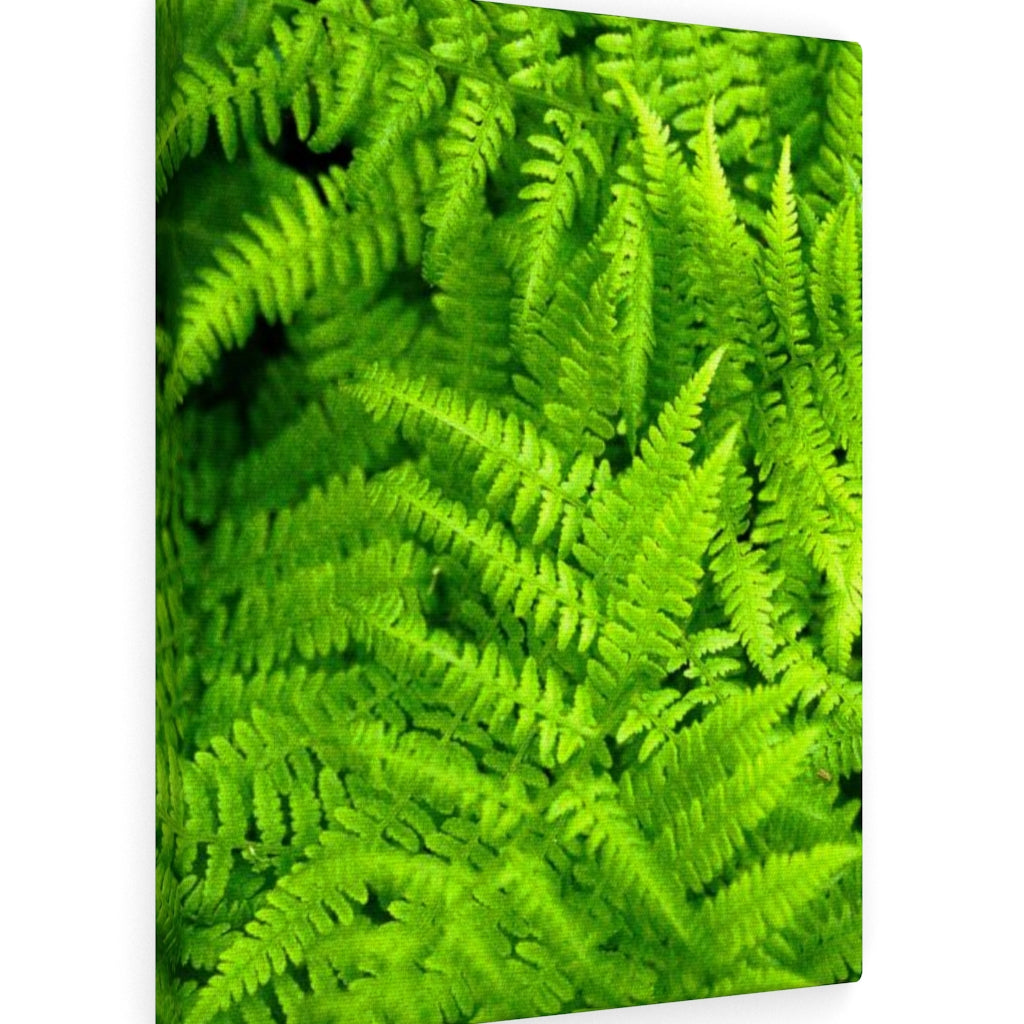 Ferns, Ferns, Ferns - Canvas