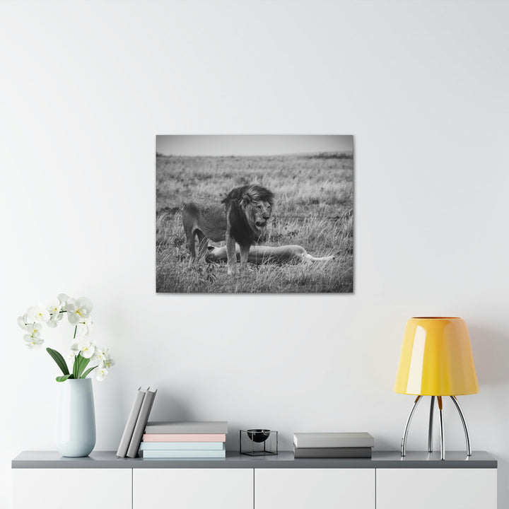 Mating Lions in Black and White - Canvas